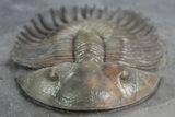 Rare Septimopeltis Trilobite - Fezna, Morocco #348378-2